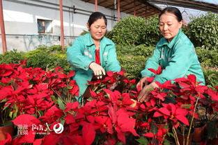 新疆额敏县植绿育花扮靓城市景观 组图